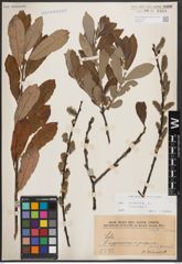 Foto von Salix cinerea L.